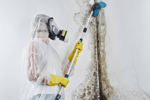 Best Mold Removal for HVAC Installations  in Sandy Hook, CT