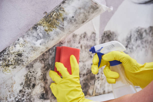 Best Black Mold Removal  in Sandy Hook, CT